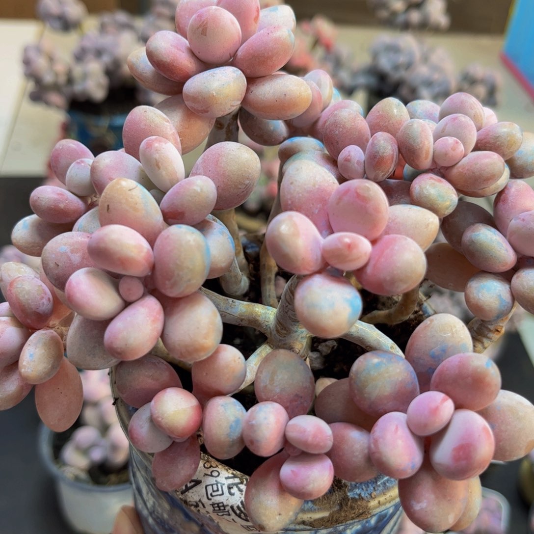 077/13cm糖果桃蛋多肉植物