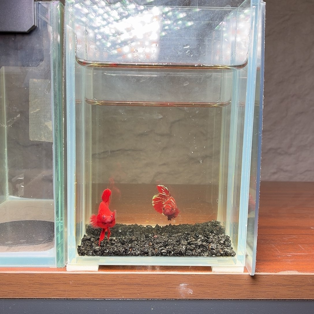 斗鱼超红将军公鱼