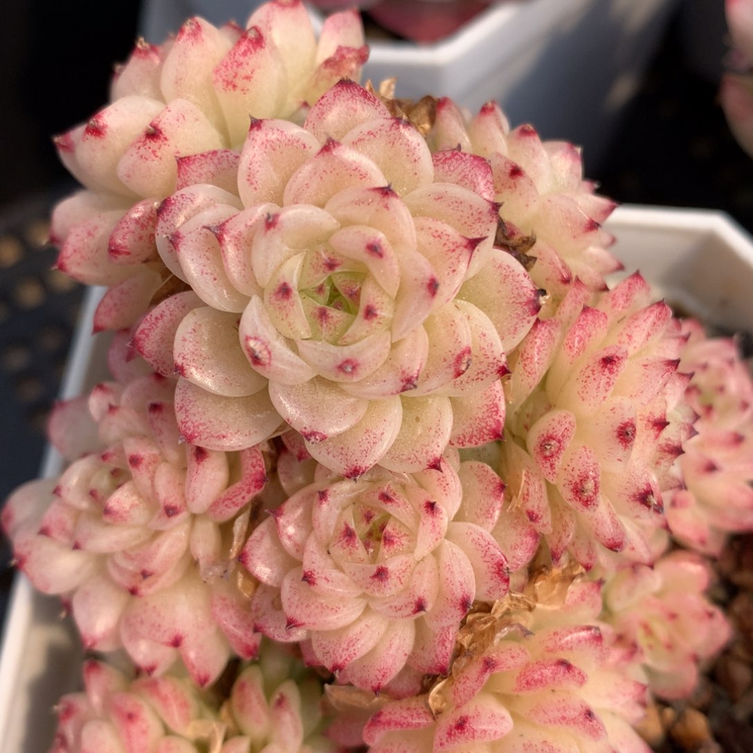 0308-102 麦杆优选