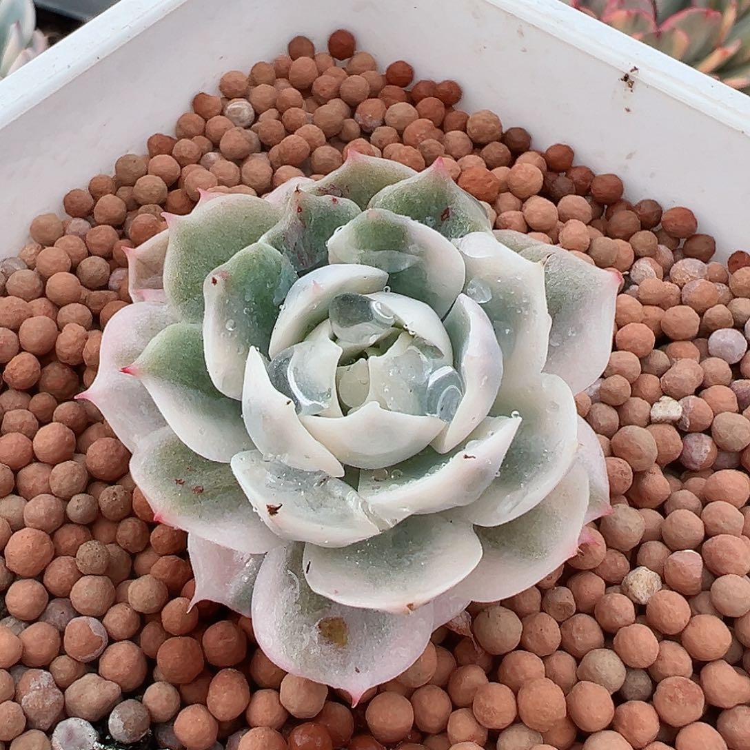 雪域锦，叶心纯覆轮，外圈有绿叶子