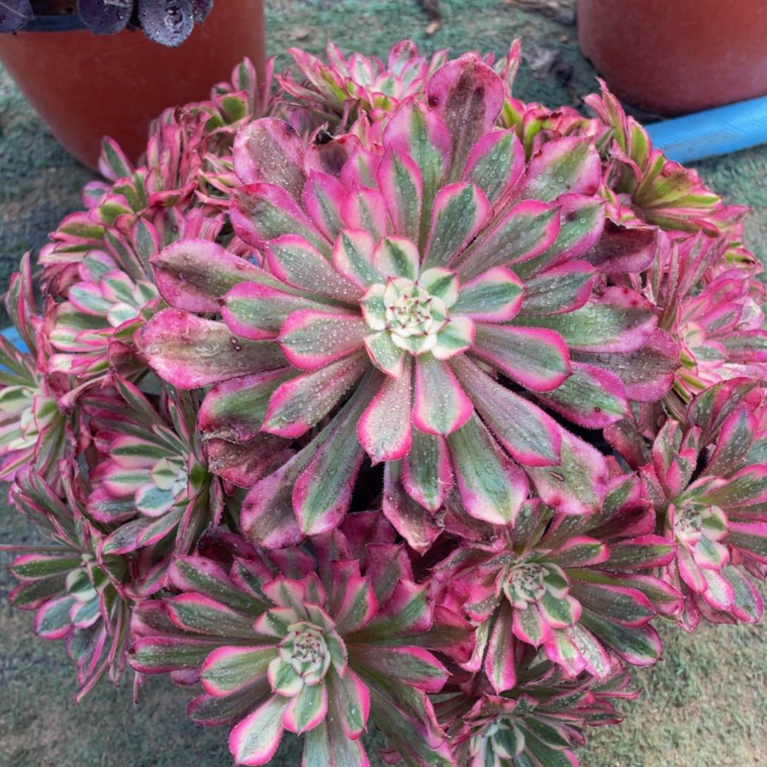 795红铜白精品法师老桩