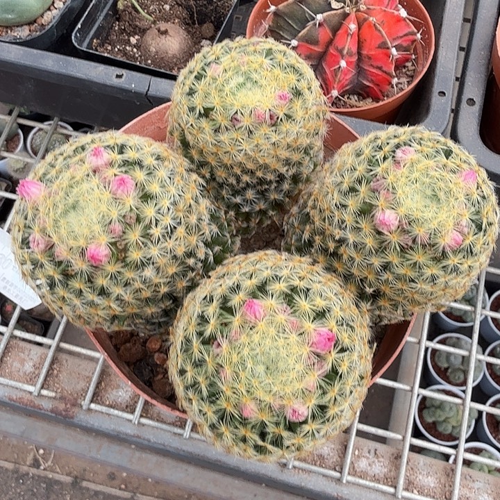 实生大明星群14仙人球