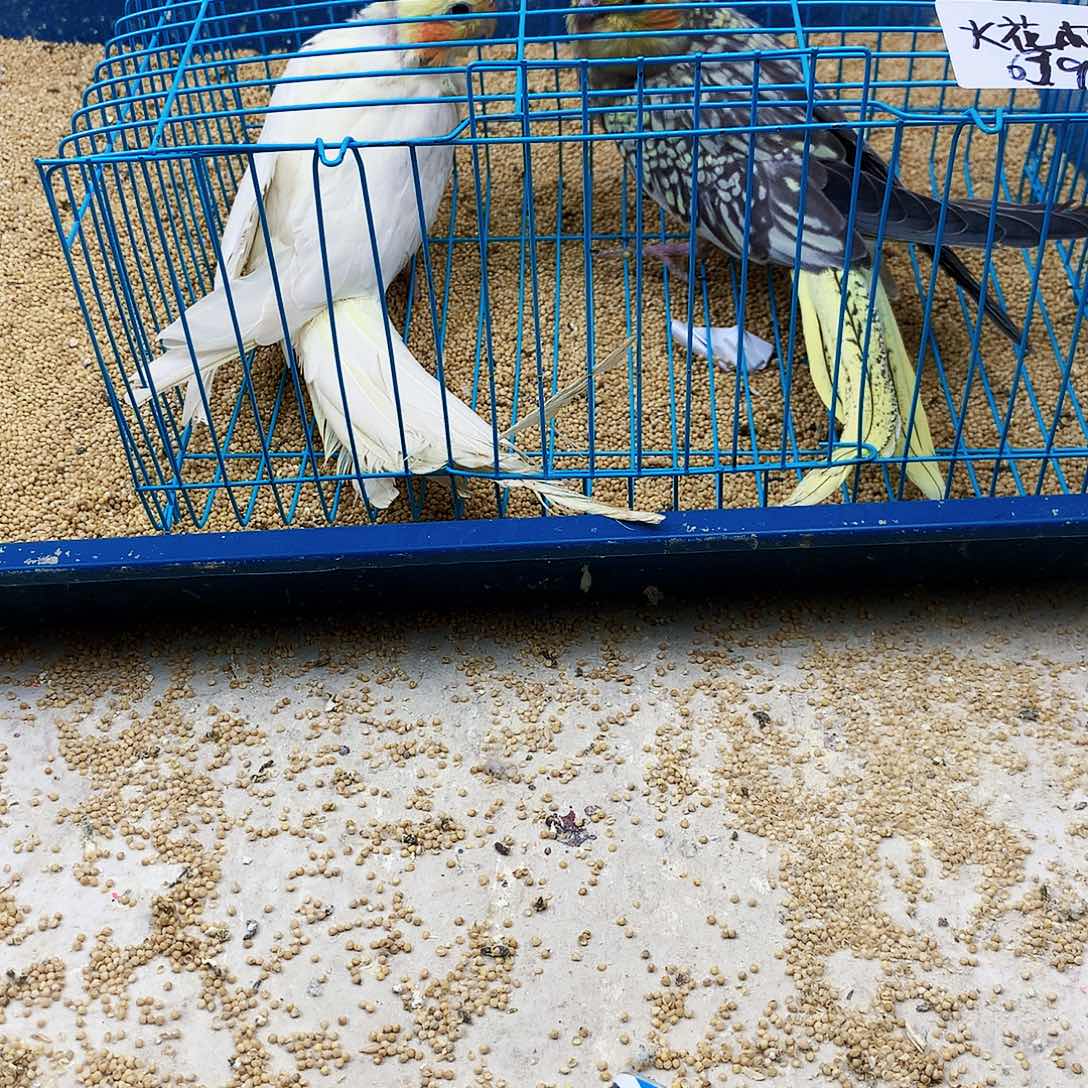 火***司虎皮鹦鹉牡丹一如