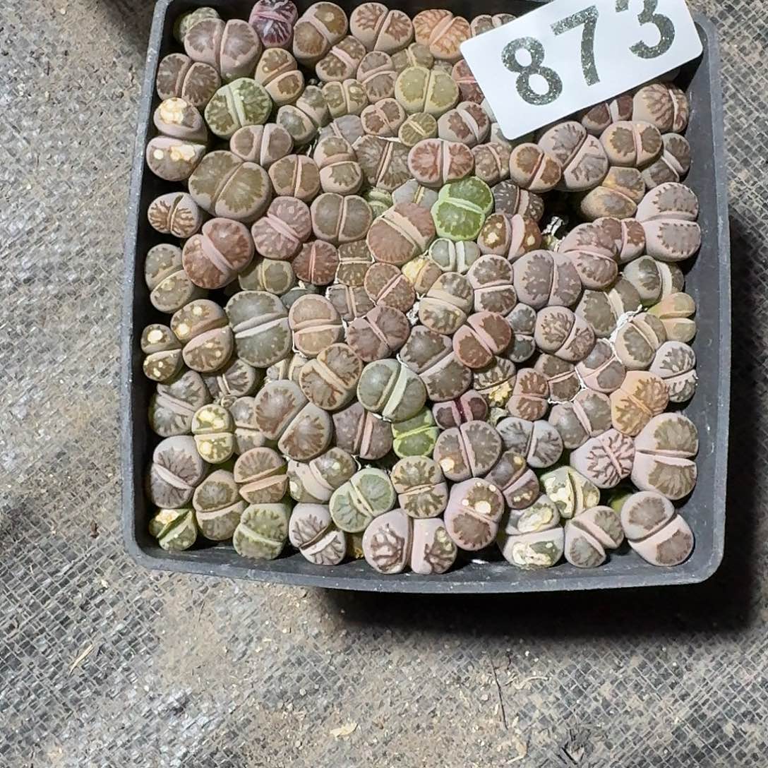 向***行生石花一物一拍873