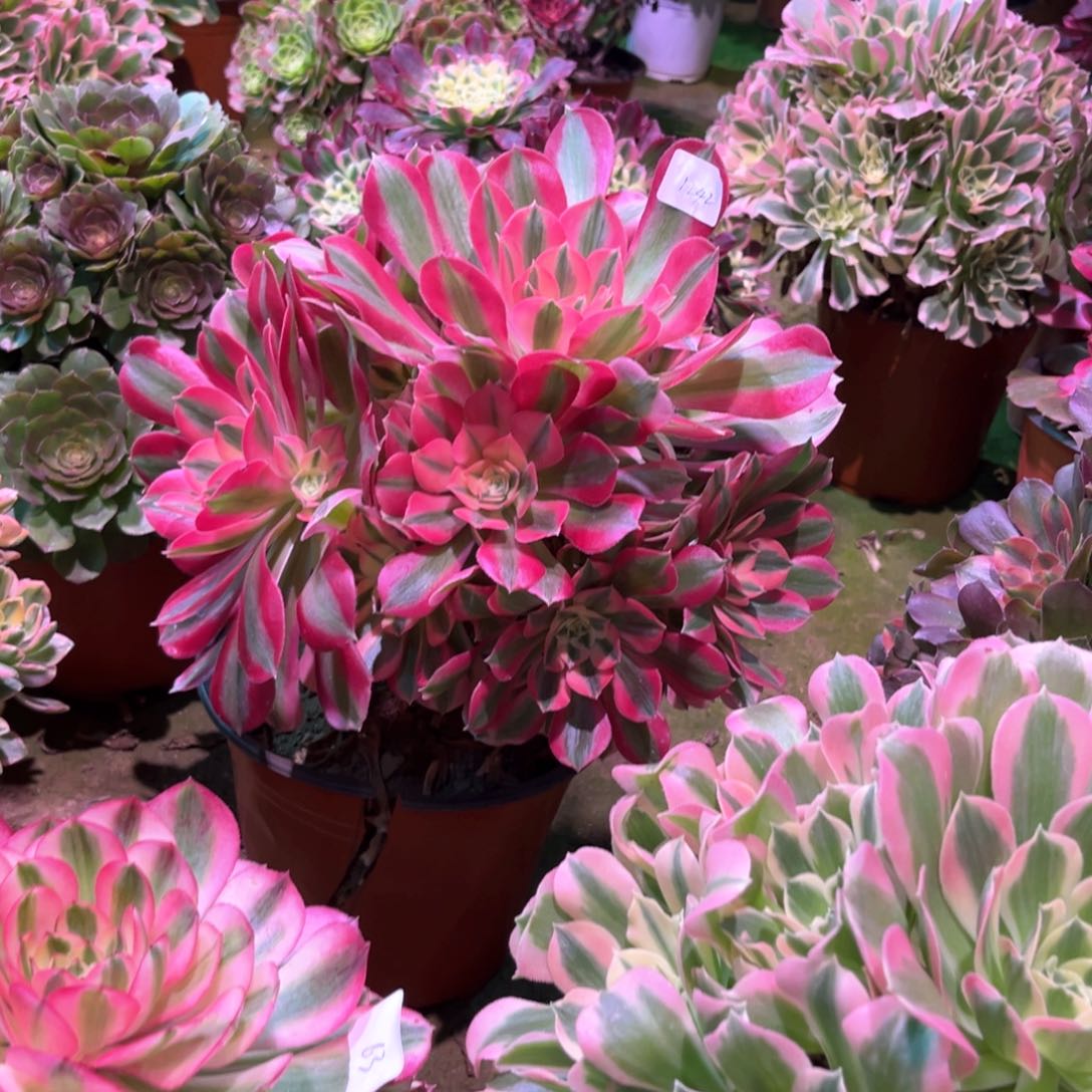 多肉植物女巫 1242