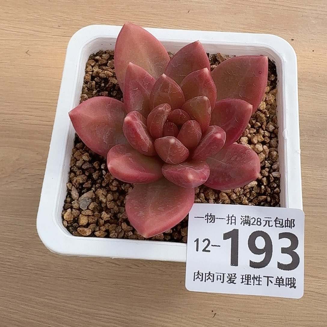 迷雾泡泡无盆土发货