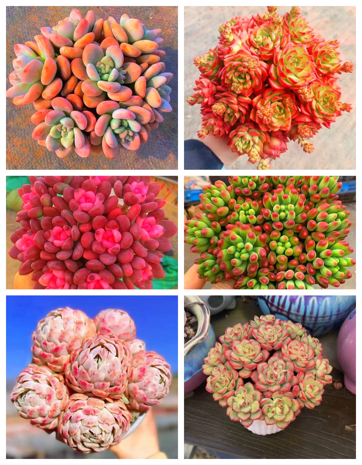 MS 3-5多肉一大箱，6大盆.带盆带土 好看好养.