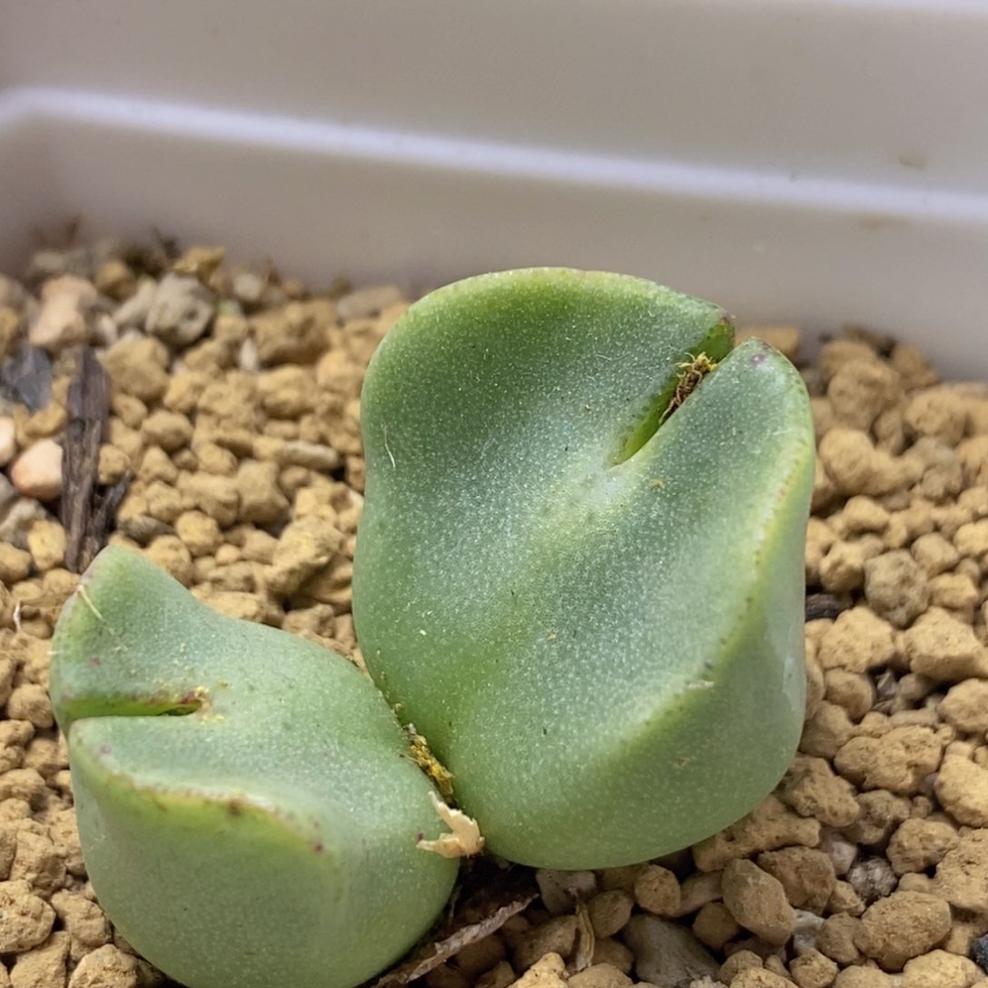 双头托马斯shuijiao