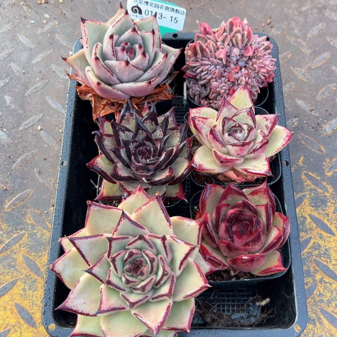 多肉一物一拍0113-15