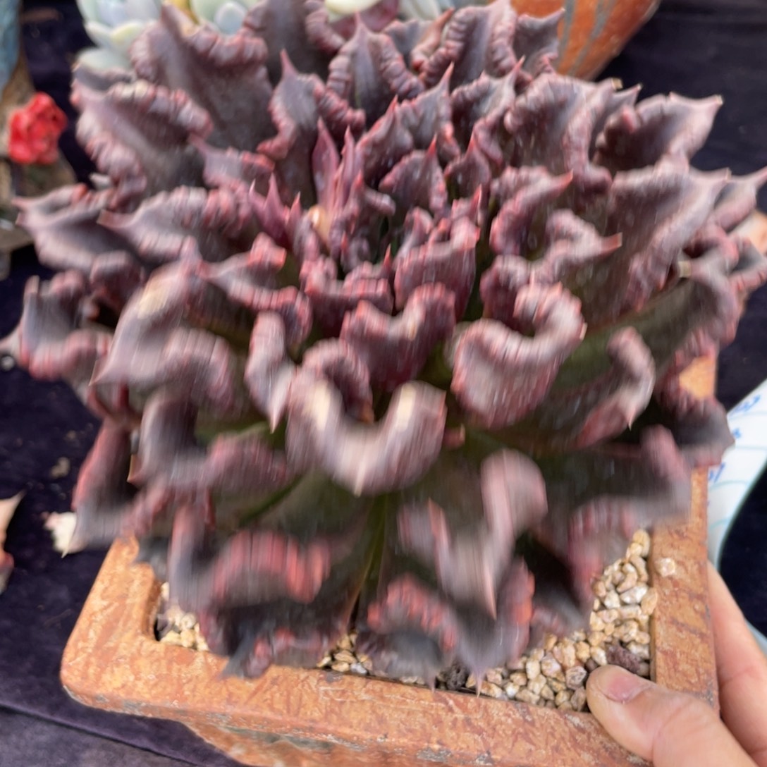 黑饺子皮单头多肉植物