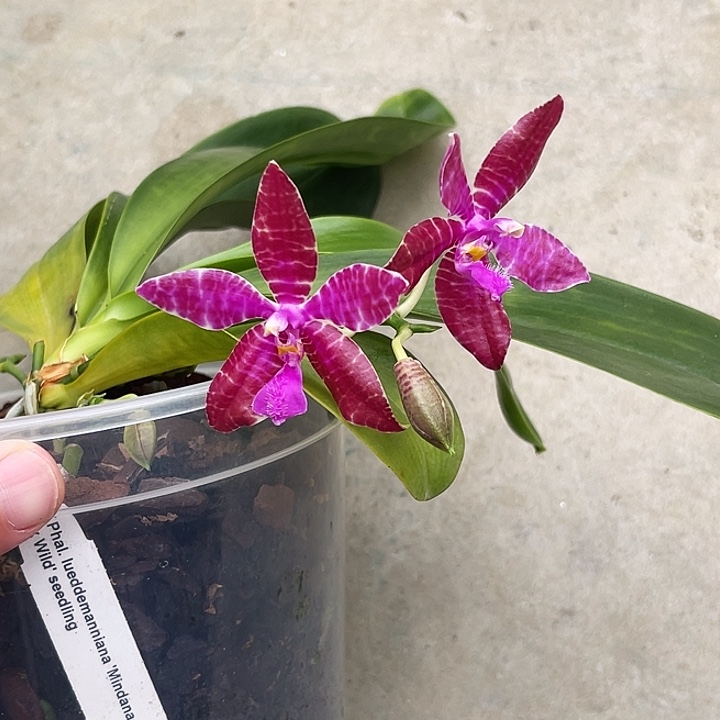 当前无花栽培后可以开花瑕疵福利