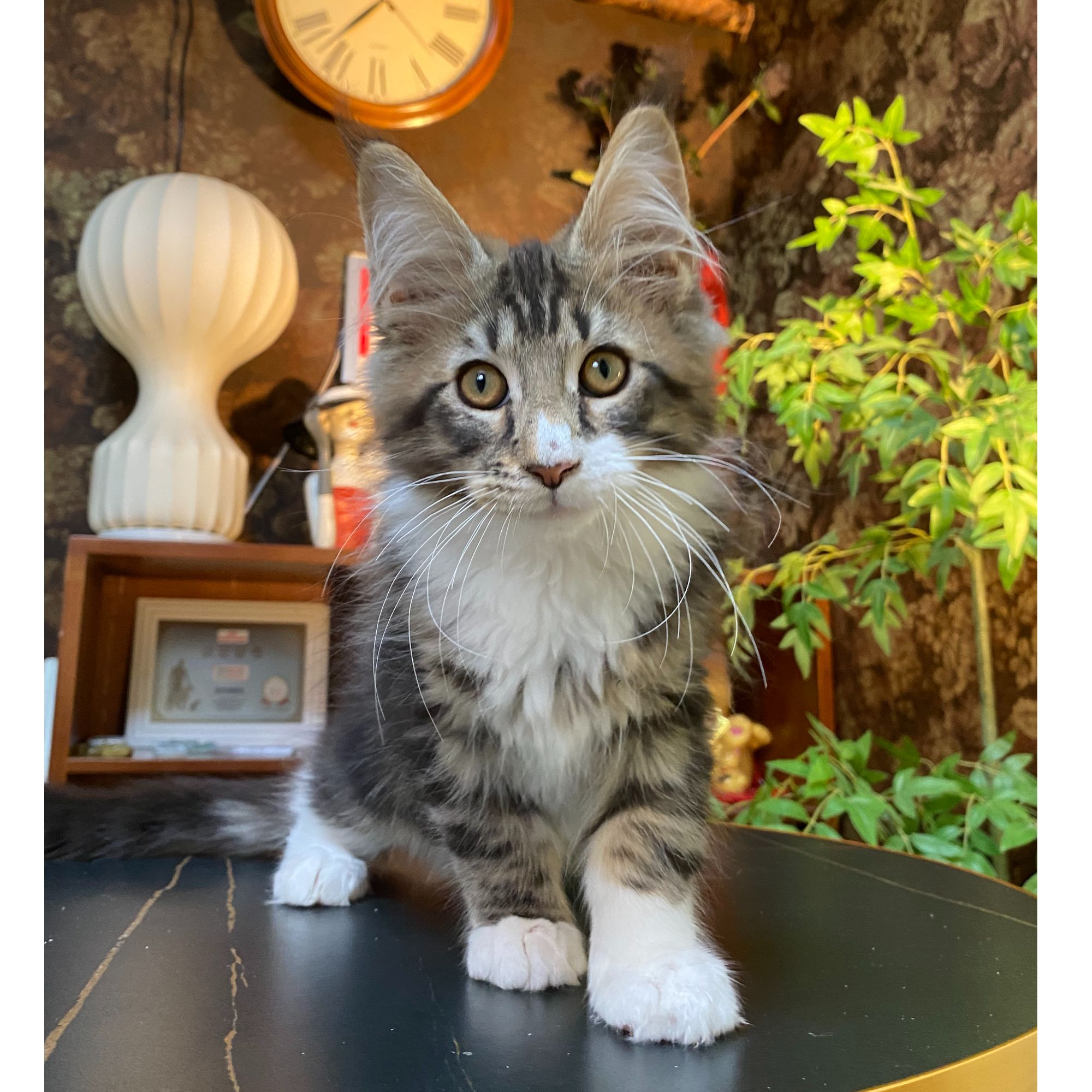 赛级缅因幼猫大刷子棕虎加白弟弟