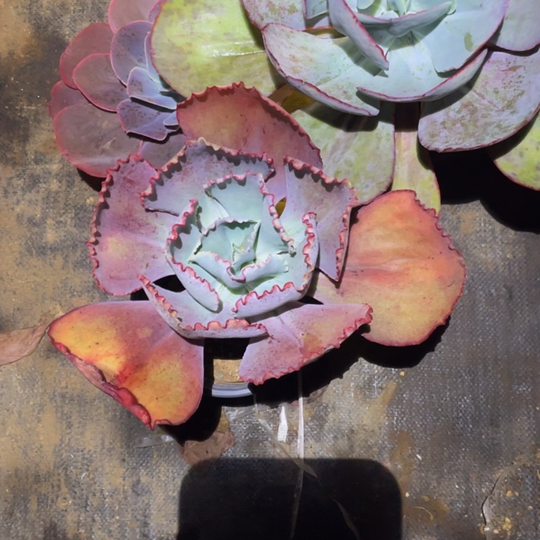 小***多7 1号包菜系列多肉植物带赠品3棵