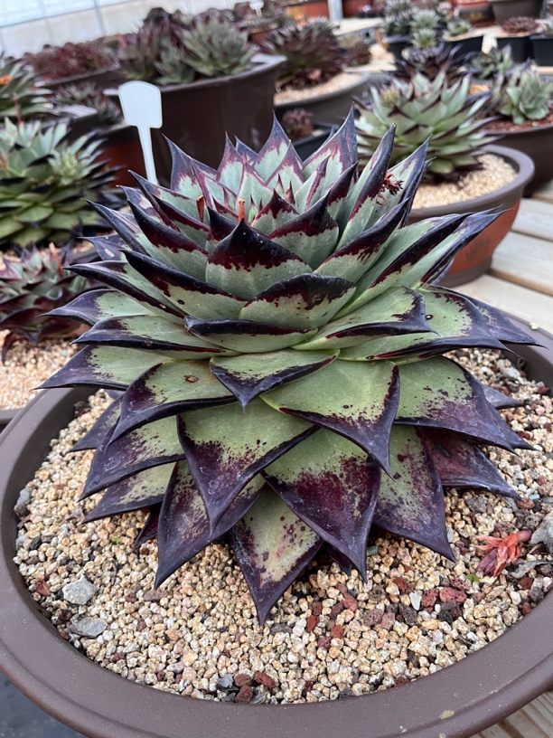 乌木多肉黑檀汁美乌美宽一物一专用链接商品莳花弄草多肉园艺