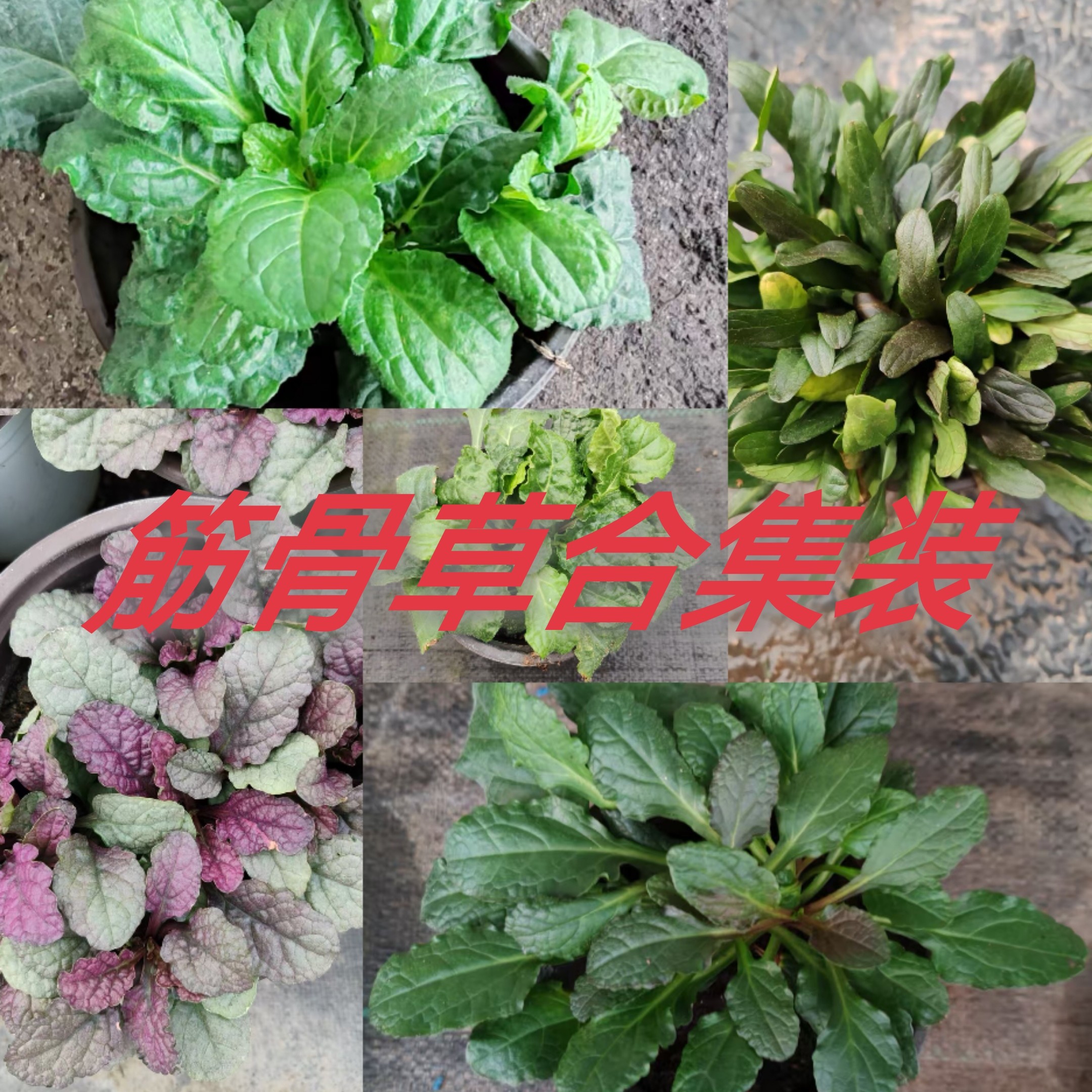 【这家花草铺】（新品上市）筋骨草合集装五款 五盆包邮 全网首发