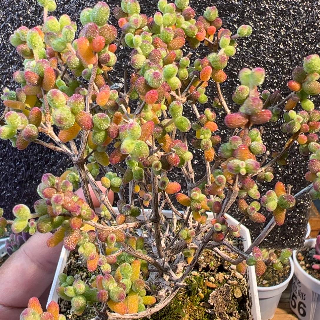 1-421糖球白糊斑锦老桩2年