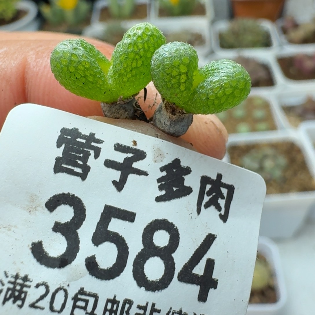 妖奇玉。  两颗。         