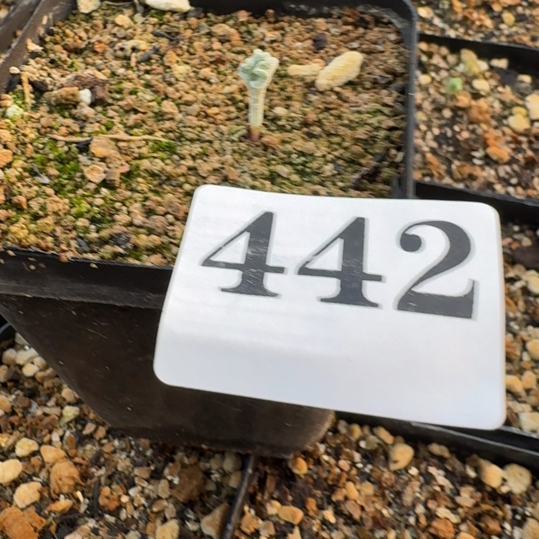 冰晶海带多肉植物