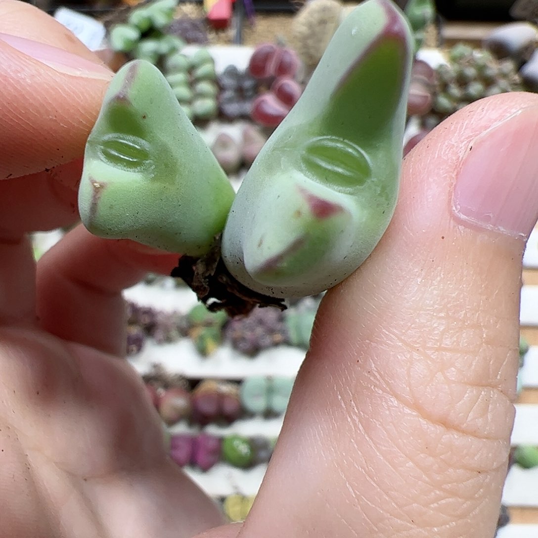 【闪购商品】353 嘟嘴少将