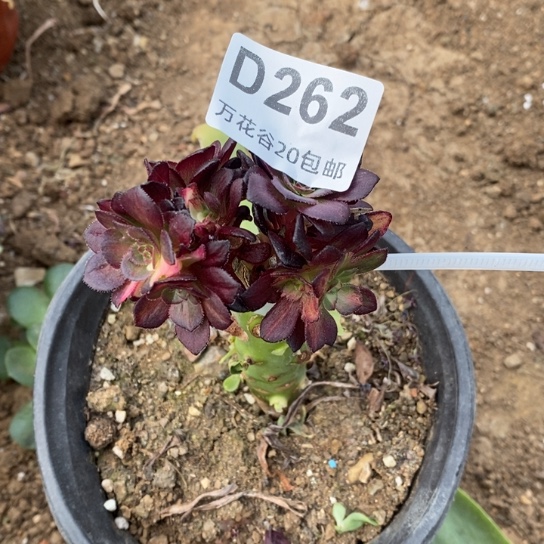 262海王七彩嫁接砍过多肉