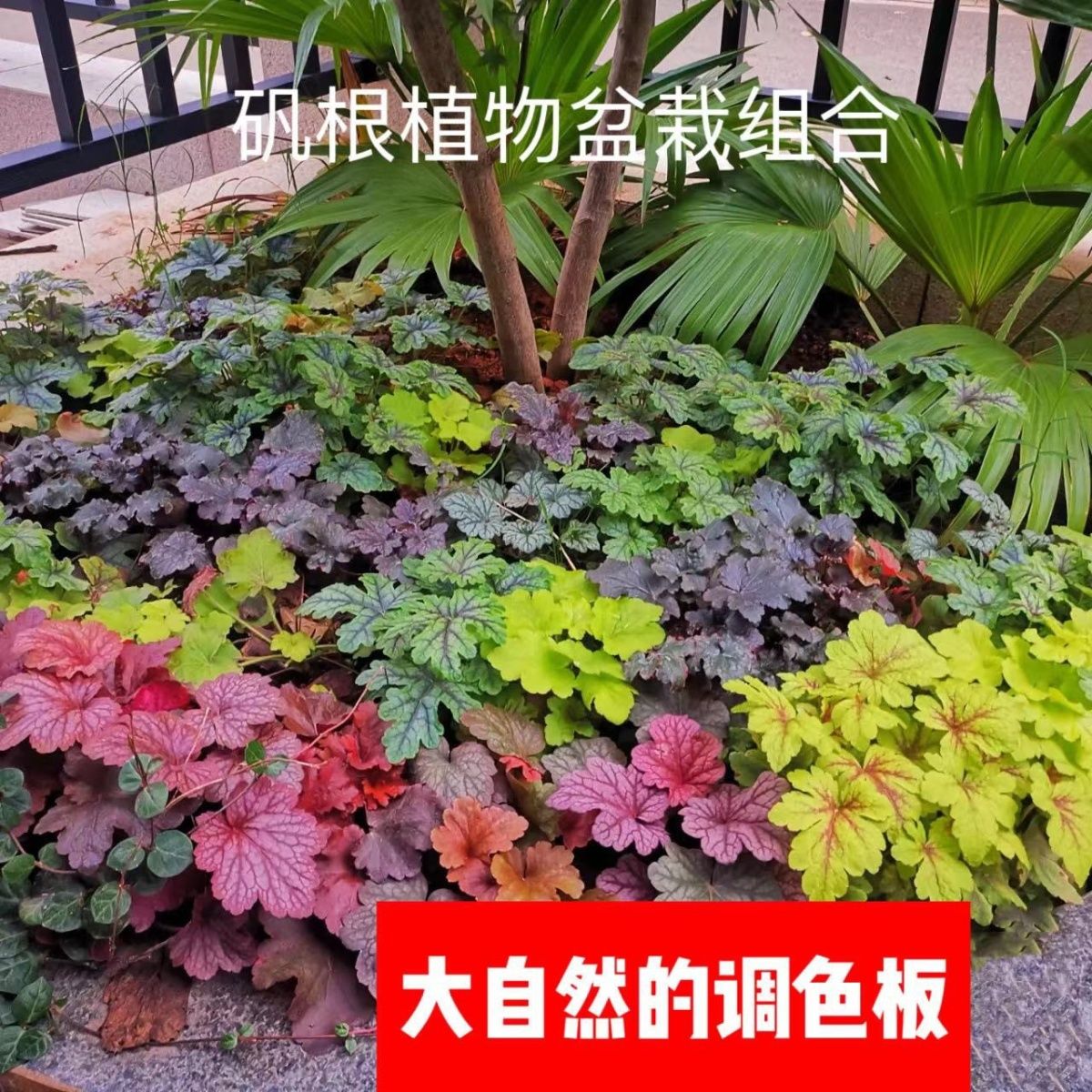 ［多彩矾根/11cm盆］彩叶盆栽四季常青好养耐阴庭院花园花镜阳台