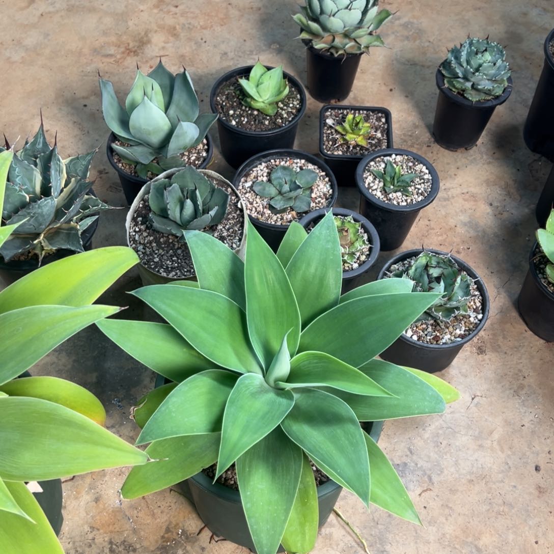 多肉植物龙舌兰道