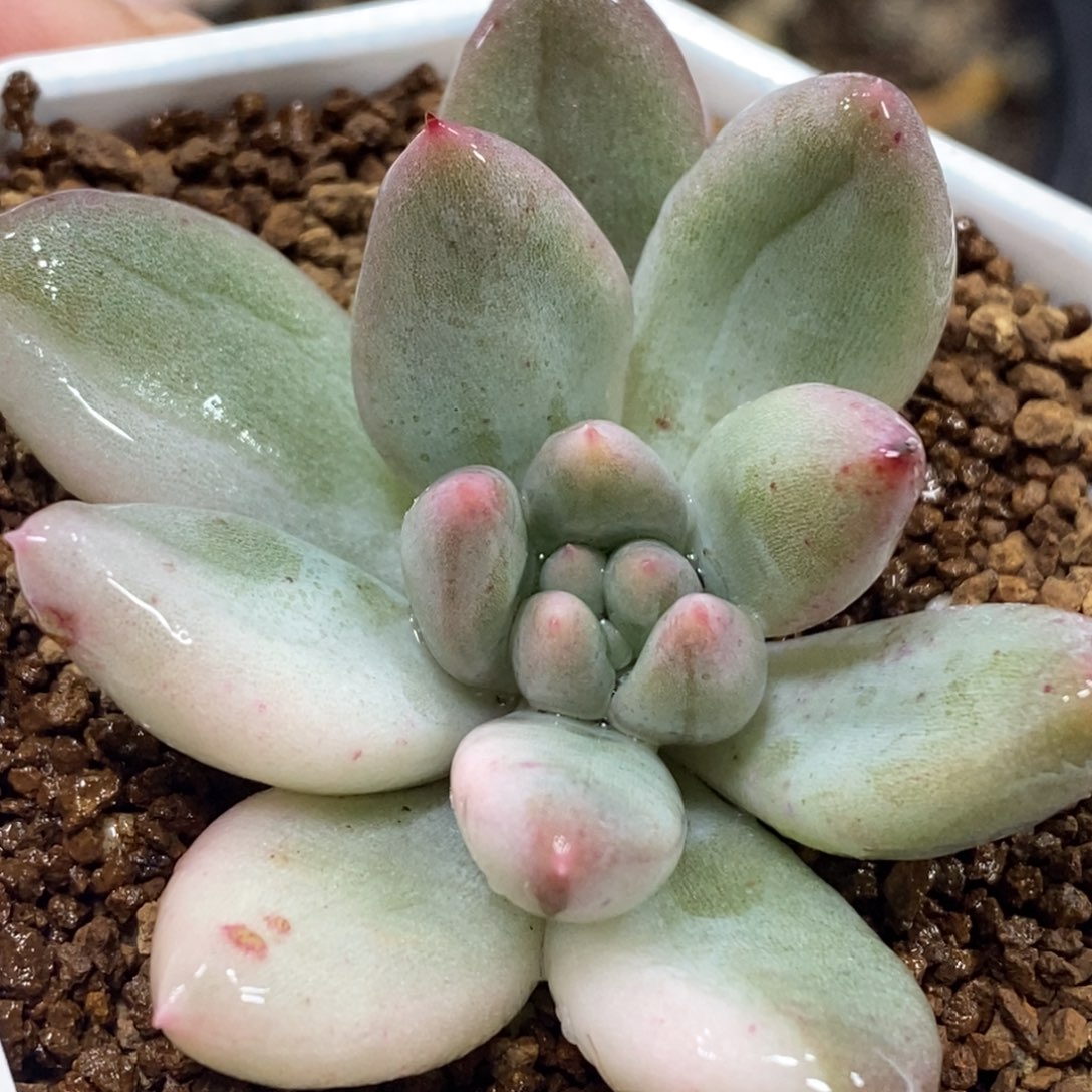 05所罗门锦 小方花圃一物一拍