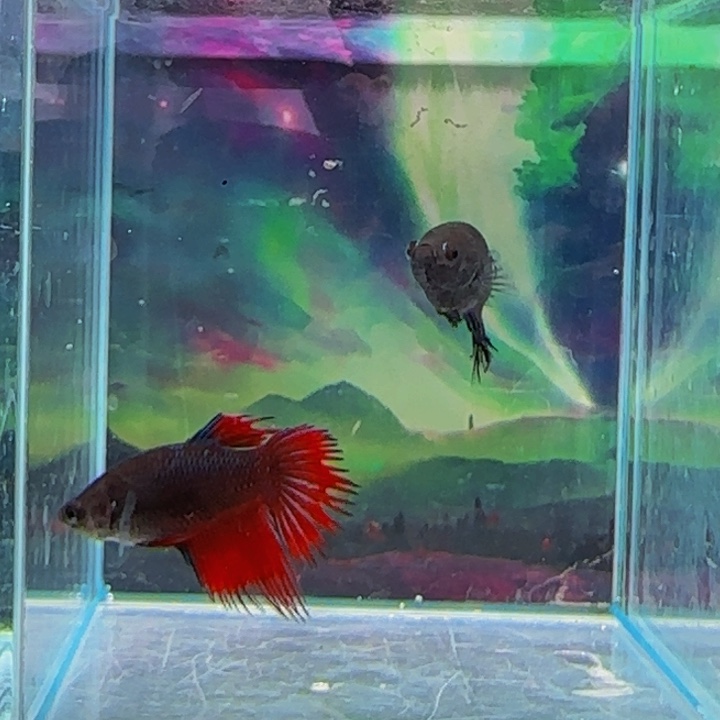 斗鱼就要努力学习生活？