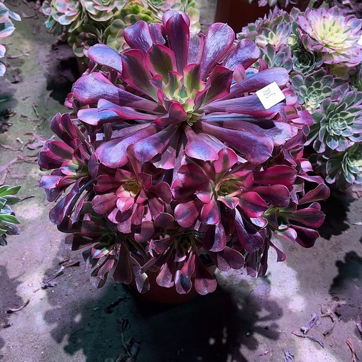 多肉植物美杜莎00885