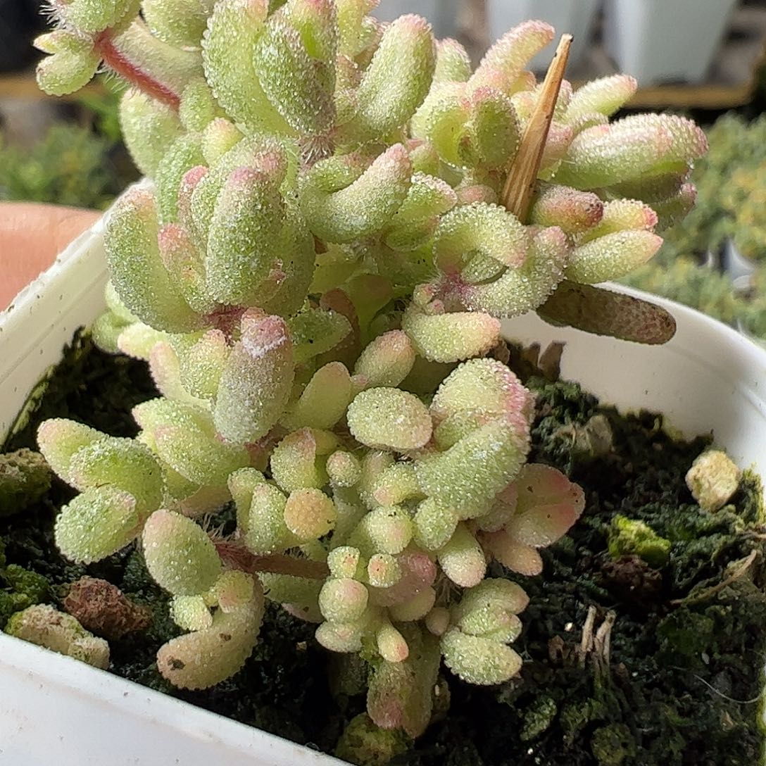 红宝石锦衣好福利上车