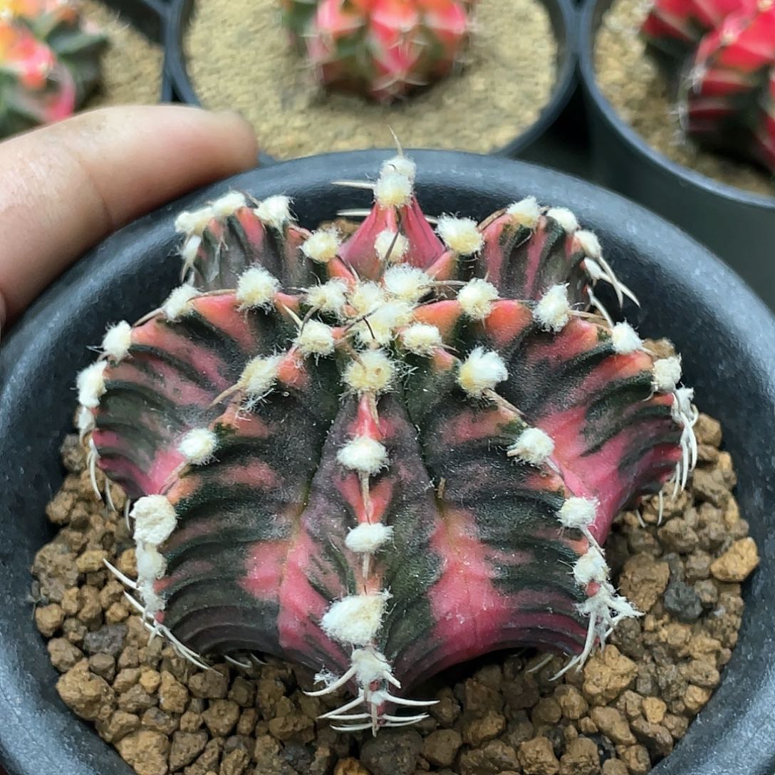 泰系实生臀锦，高绒虎斑棱背锦