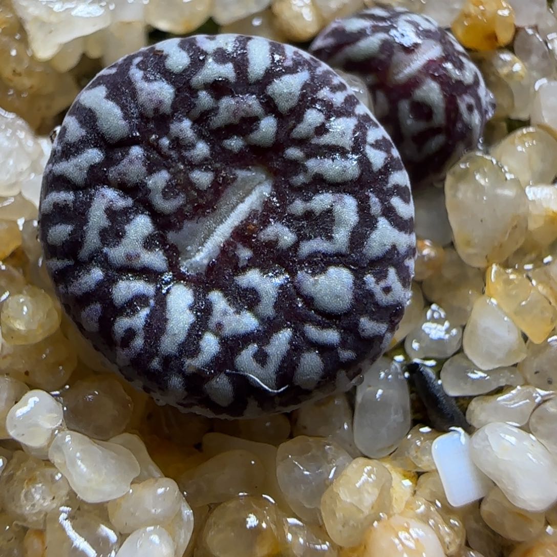 2.3多肉超墨双头14号