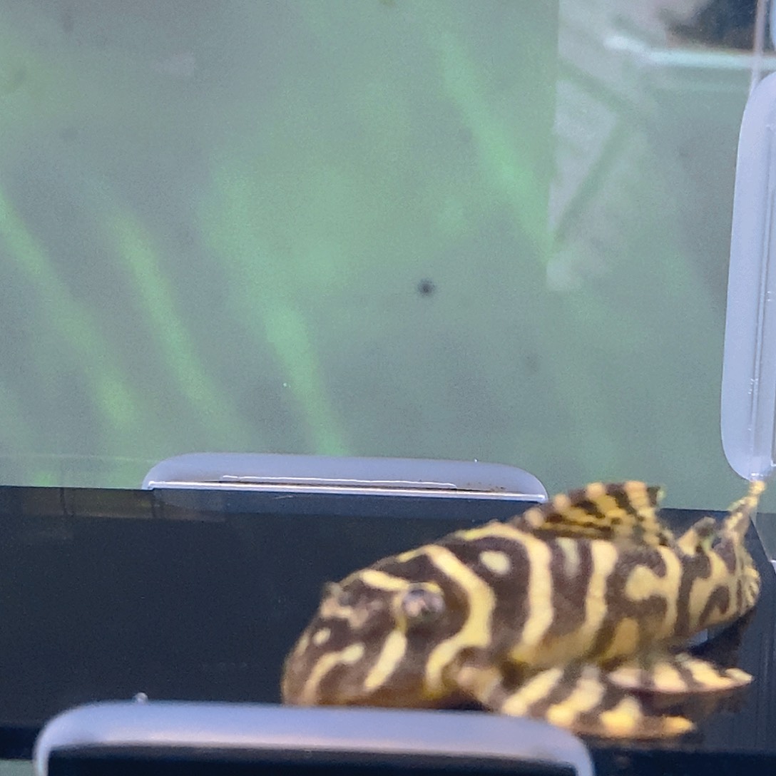 清道夫鱼皇室异型30号