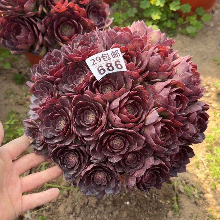 红魔……多肉植物……