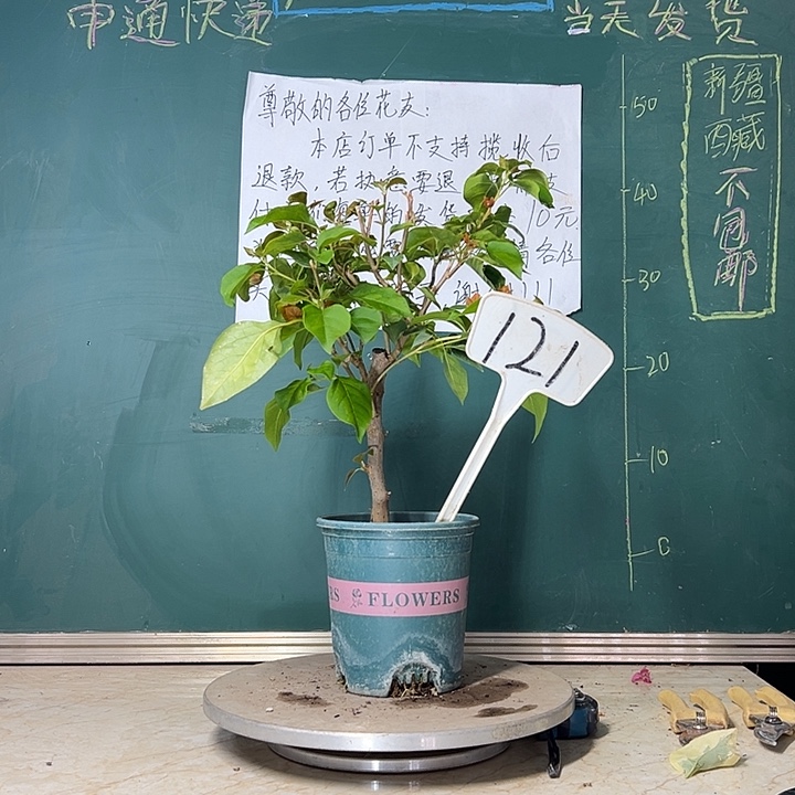 当前无花栽培后可以开花 暗斑夕阳红  121