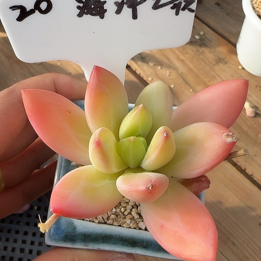 海洋之歌不带盆土发货