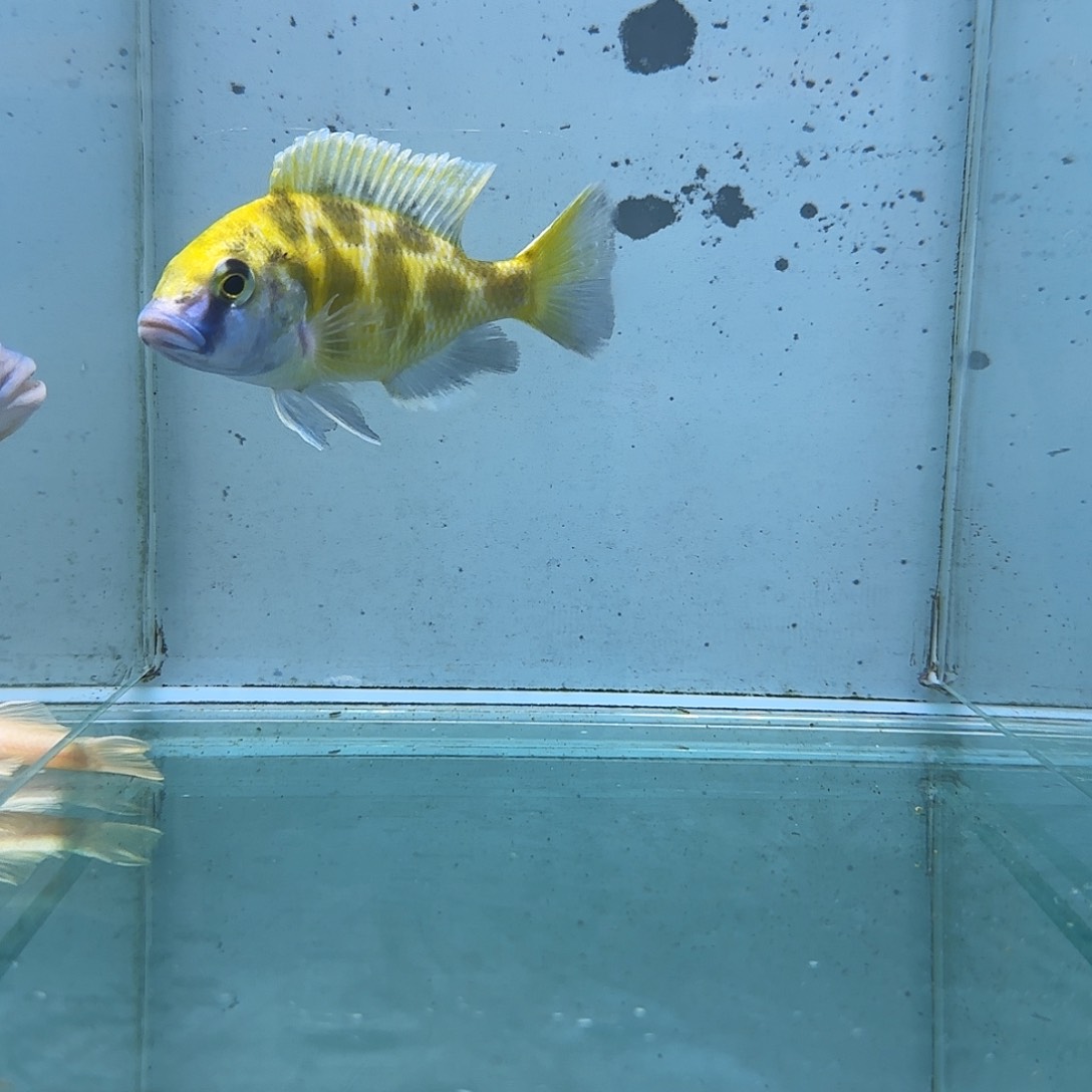 海水1057维纳斯。