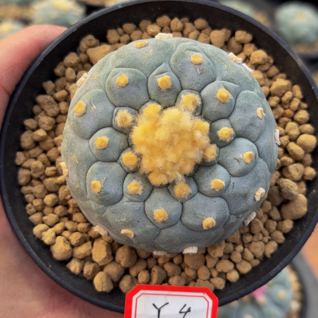 y4。y y y y y y y y