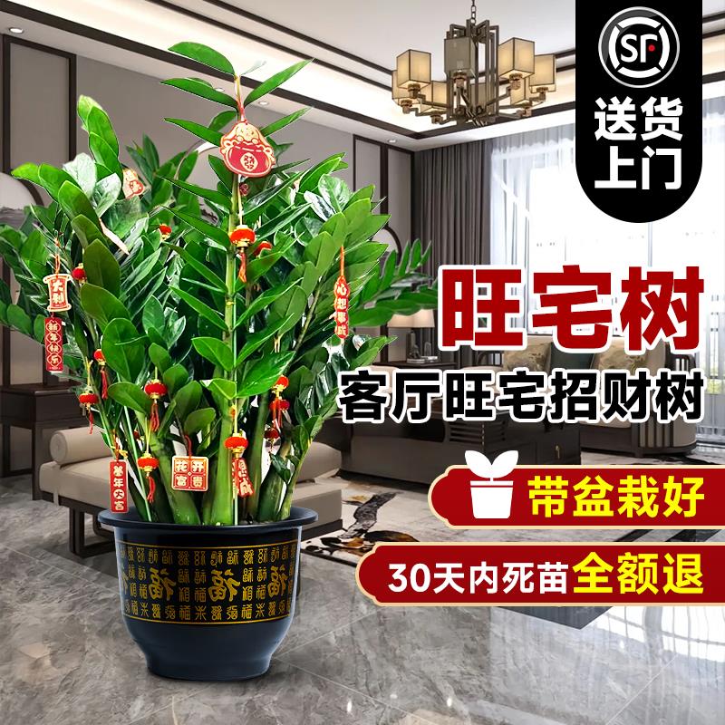 金钱树盆栽室内大型绿植高级感客厅落地旺宅摇钱串子开业乔迁送礼