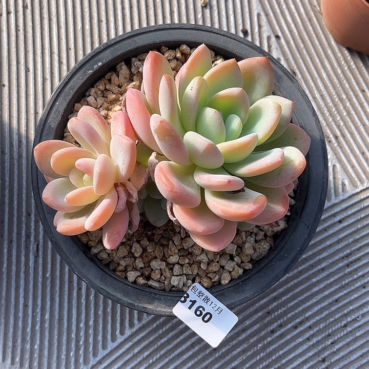 阿雅园艺。      3160香橙