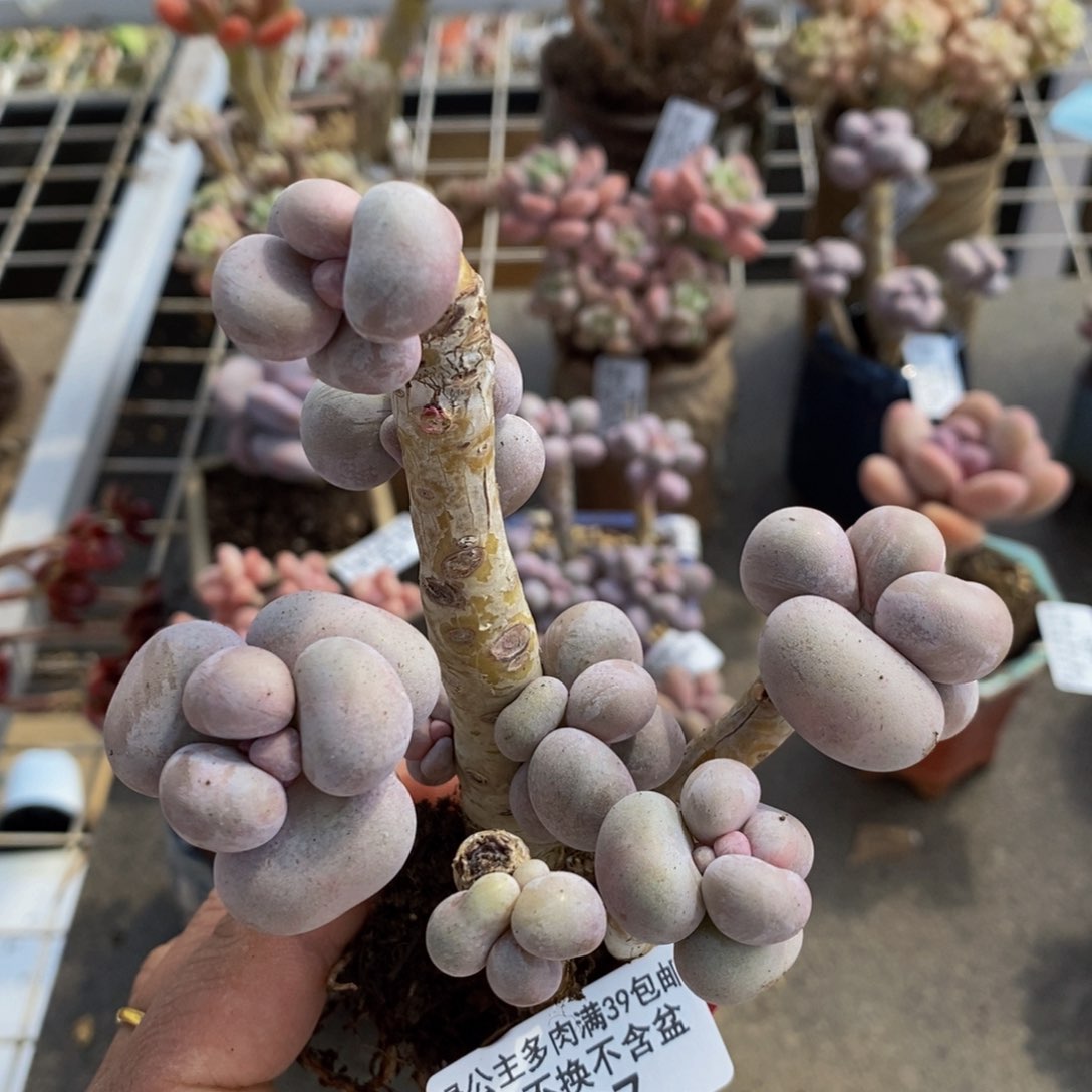 芭比奶酪487/9cm有伤特