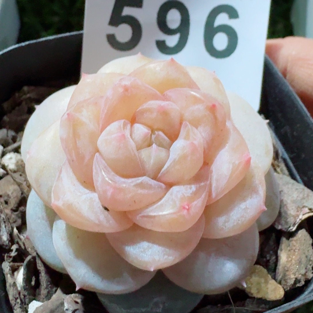 桃乐乐         精品多肉