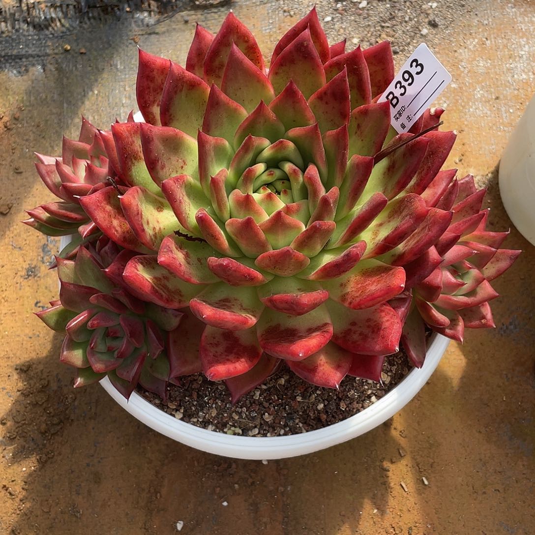 若如东云单拍B393