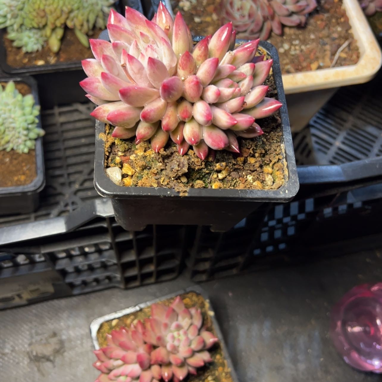 【闪购商品】金鱼姬多肉植物