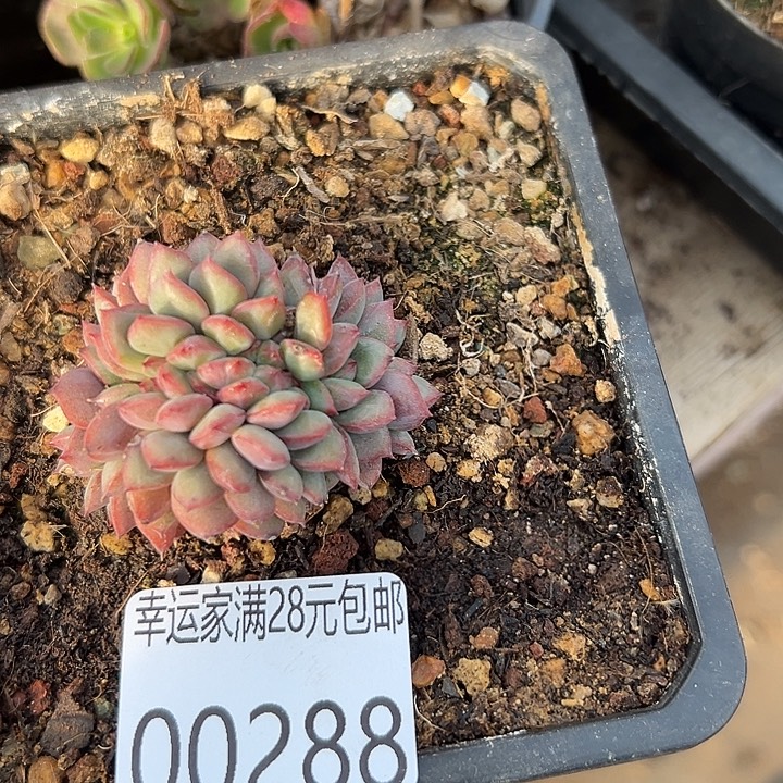 幸运儿是一位很好很优秀