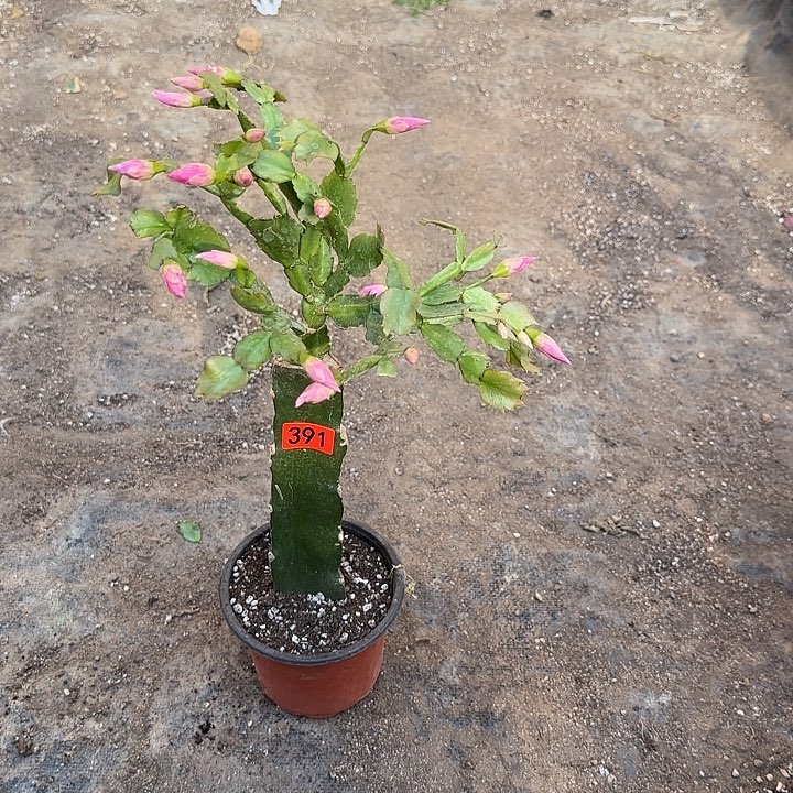 无***花391嫁接蟹爪兰：035