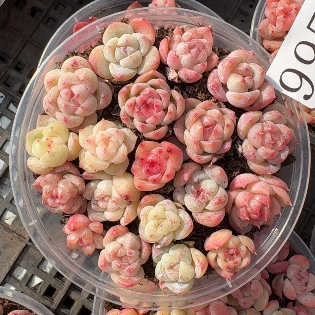 多肉植物多肉植物995