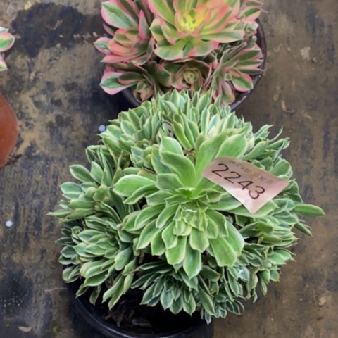 两盆多肉植物2243