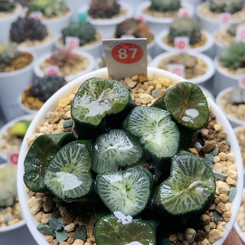 【闪购商品】87翡翠龙大