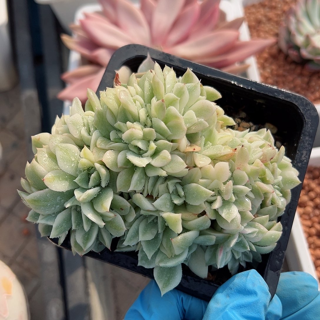多肉锦缀化，多肉植物